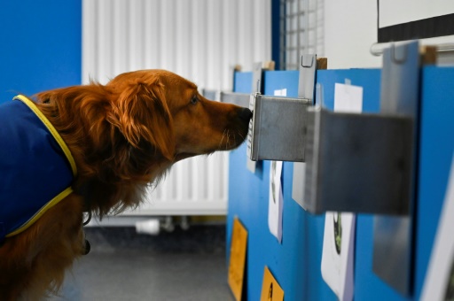 En Alsace, Pokaa, premier chien "renifleur de Covid" en Ehpad