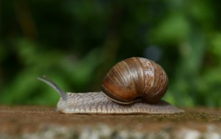 inquiétude pour les mollusques non-marins métropolitains.jpg