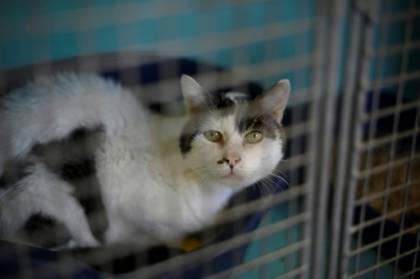 cri d'alerte de la SPA sur les abandons d'animaux.jpg