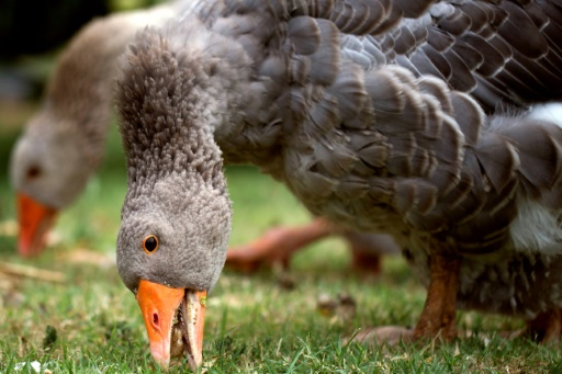 Grippe aviaire : un total de cinq élevages touchés en France, tous dans le Nord