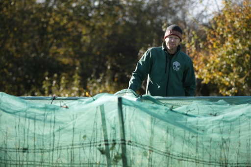 Avec l'urgence climatique, le défi de planter des arbres en Angleterre