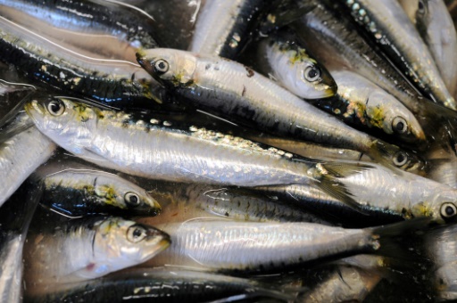 Sardines de plus en plus petites : une modification de l'environnement en cause