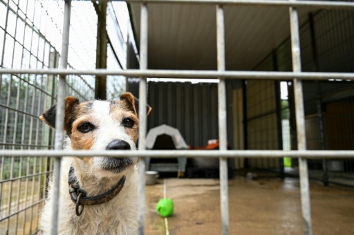 SPA : 7.202 animaux en attente d'adoption, des refuges saturés