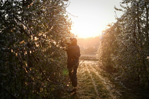 Face au gel, l'État débloque des aides d'urgence aux agriculteurs
