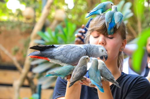 A Khartoum, un sanctuaire végétal accueille des oiseaux exotiques