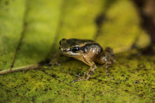 Sauver la grenouille de Mucuchies : la mission d'un laboratoire au Venezuela