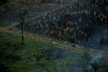 10 terrains de football de forêt tropicale primaire détruits chaque minute en 2021.jpg