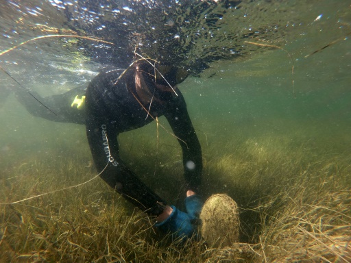 Décimée en Méditerranée, la grande nacre au coeur d'un projet de sauvetage