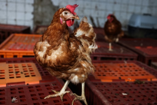 Une deuxième vie paisible pour les poules pondeuses sauvées de l'abattoir