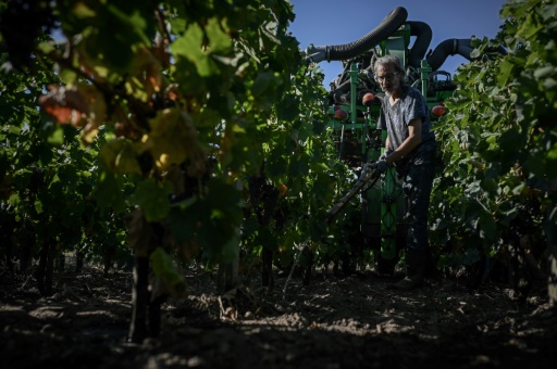 Vendanges : premiers coups de sécateur "précoces" dans le Bordelais