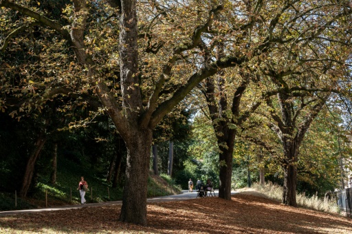 A Paris, des feuilles mortes se ramassent (déjà) à la pelle