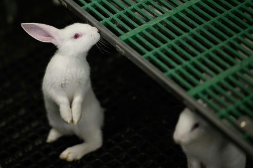 Élevage : sortir les lapins des cages, "c'est l'avenir"