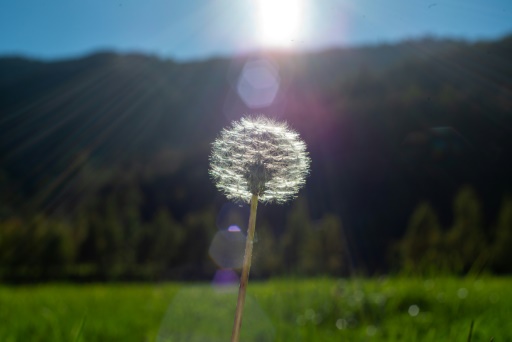 C'est la saison des pollens, les laboratoires s'activent face aux allergies