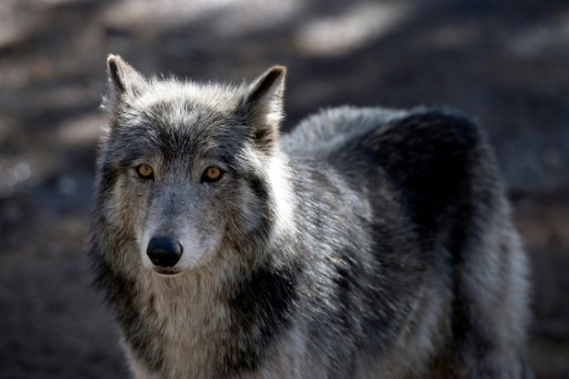 906 loups en France ? Un chiffre "clairement sous-évalué", dénoncent des organisations agricoles