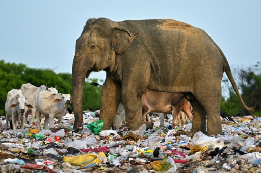 Au Sri Lanka, le problème éléphantesque des déchets plastiques