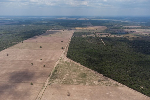 La planète a perdu un terrain de football de forêt vierge toutes les 5 secondes