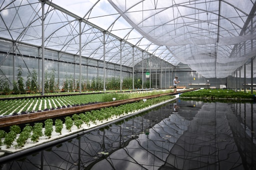 A Bordeaux, l'aquaponie veut passer à l'échelle supérieure