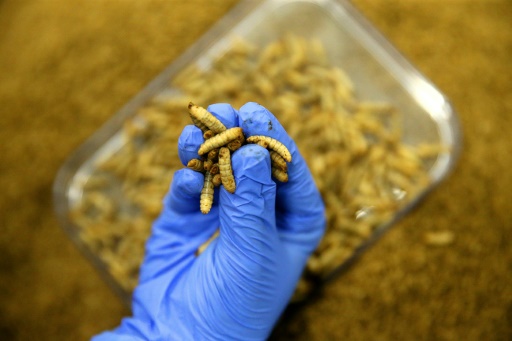 Une usine de mouches pour nourrir les poissons