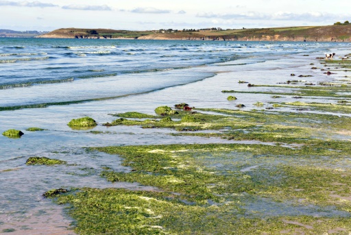 Algues vertes : "pas à un niveau très élevé" en début de saison en Bretagne (expert)