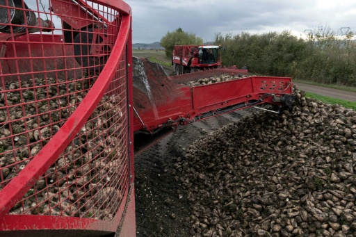 Privés de néonicotinoïdes, les betteraviers tâtonnent à la recherche d'alternatives