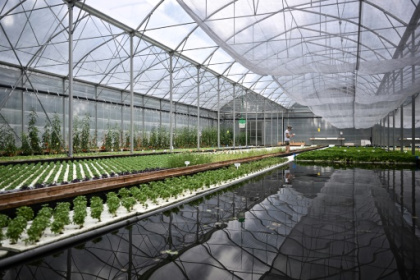 A Bordeaux, l'aquaponie veut passer à l'échelle supérieure.jpg