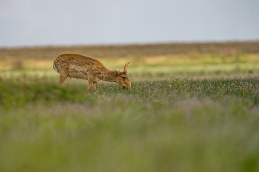 Le Kazakhstan va réautoriser la chasse aux antilopes saïgas, un temps menacées