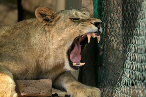 Au Soudan en guerre, opération sauvetage pour 15 lions