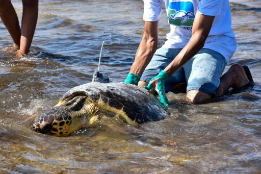 Tunisie : un centre unique au Maghreb pour les tortues en danger