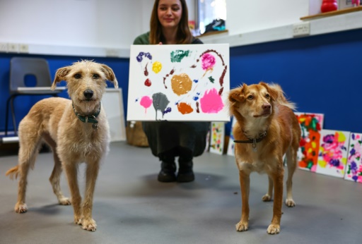 Des chiens abandonnés se font artistes-peintres pour une association caritative britannique