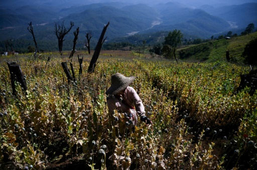 La Birmanie devient premier producteur mondial d'opium, dêtronant l'Afghanistan