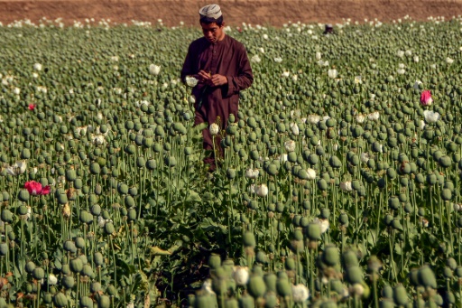 Bannie, la culture du pavot s'est effondrée en Afghanistan