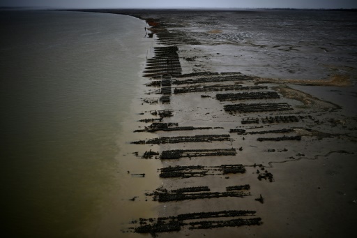 Climat : à Marennes Oléron, des huîtres contraintes de s'éclipser l'été