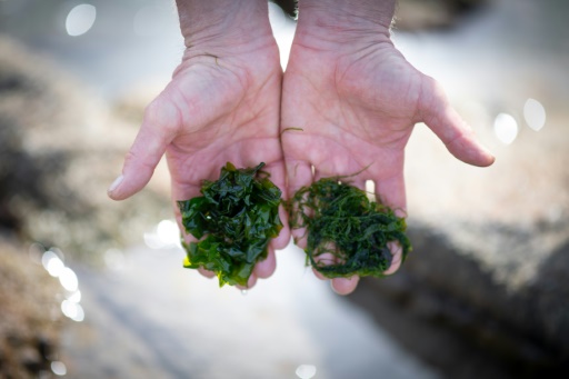 En Europe, algues et plantes aquatiques au menu jusqu'au Moyen-Age