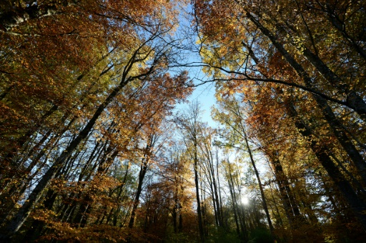 Deux villages lorrains en quête de leurs "forêts perdues" il y a 150 ans