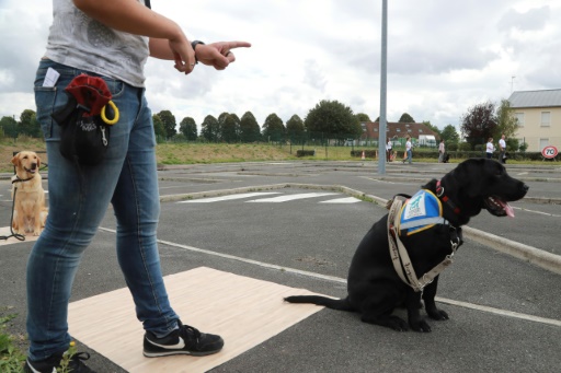 Handicap : 167 personnes ont signalé des lieux publics qui ont refusé leur chien guide en 2022