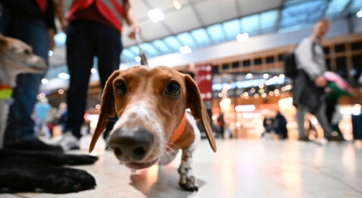 Une "pattes-patrouille" apaise les voyageurs à l'aéroport "maudit" de Berlin