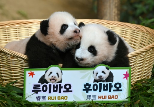 En Corée du Sud, un zoo révèle le nom de deux pandas jumeaux