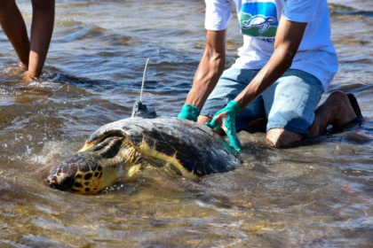 un centre unique au Maghreb pour les tortues en danger.jpg