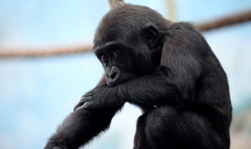 Les jeunes grands singes peuvent s'avérer taquins