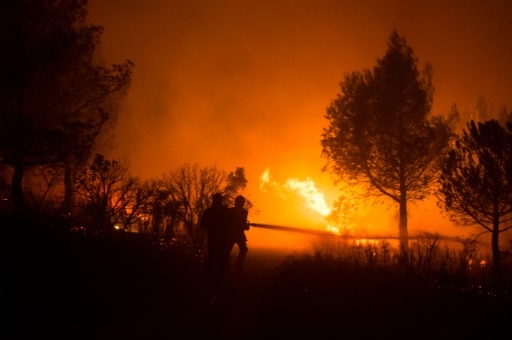 Provence : un an et demi après être parti en fumée, un massif méditerranéen renaît de ses cendres