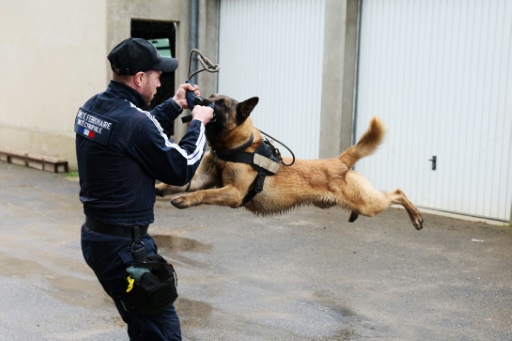 Les chiens renifleurs, une ressource convoitée avant les JO de Paris