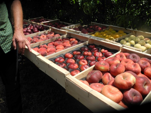 Pesticides : des "polluants éternels" toujours plus présents dans les fruits et légumes en Europe