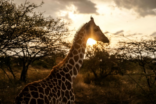 Au Kenya, des girafes pour apporter la paix entre communautés