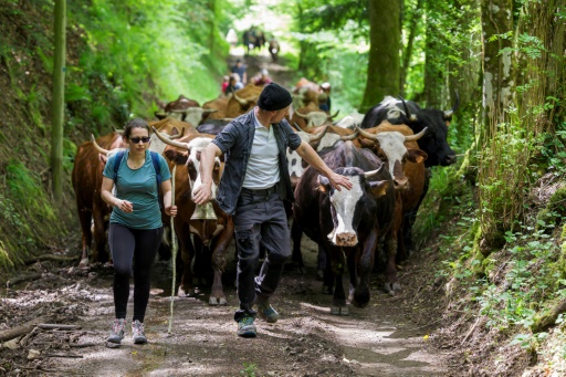 La pratique ancestrale de la transhumance renaît dans les Vosges