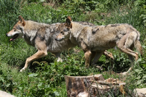 Le nombre de loups en France recule, nouveau débat sur sa protection