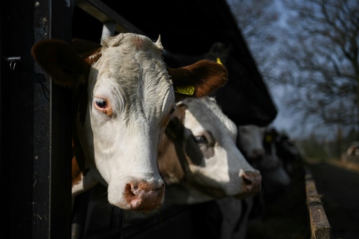 Le Royaume-Uni interdit l'exportation d'animaux d'élevage vivants