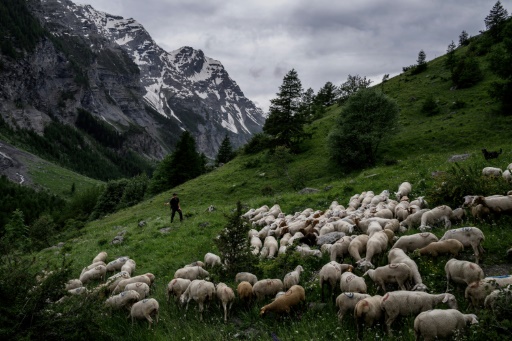 Pour les bergers, derrière l'image de carte postale, un travail précaire