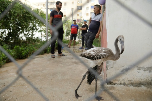 Algérie : des bénévoles sauvent près de 300 flamants roses menacés par la sécheresse