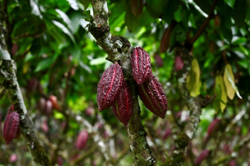 A qui profite la folle envolée des prix du cacao ?