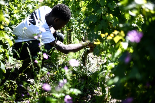 Dans un château bordelais, des jeunes des quartiers "font les vignes"